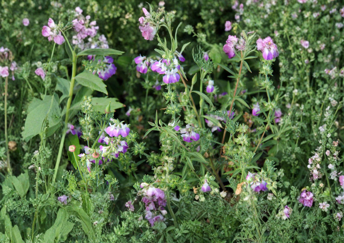 Chinese Houses Seeds – Blue, White, Purple Annual Wildflower for Gardens – Collinsia heterophylla, Tiered Blooms, Pollinator-Friendly