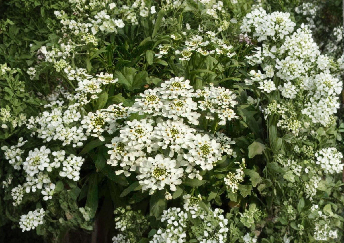 Empress Rocket Candytuft Seeds – White Fragrant Annual Flower for Borders & Cottage Gardens (100 Seeds)