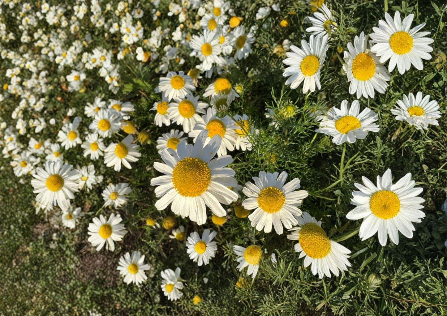 German Chamomile Seeds – Fragrant Daisy Flowers for Tea, Herbal Remedies, Cottage Gardens, Pollinator-Friendly, Matricaria recutita