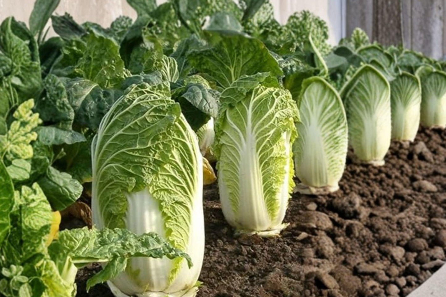 Kyoto No 3 Napa Cabbage Seeds - Heirloom Non-GMO Asian Vegetable Garden Plant for Fresh Greens, Stir-Fries, and Salads