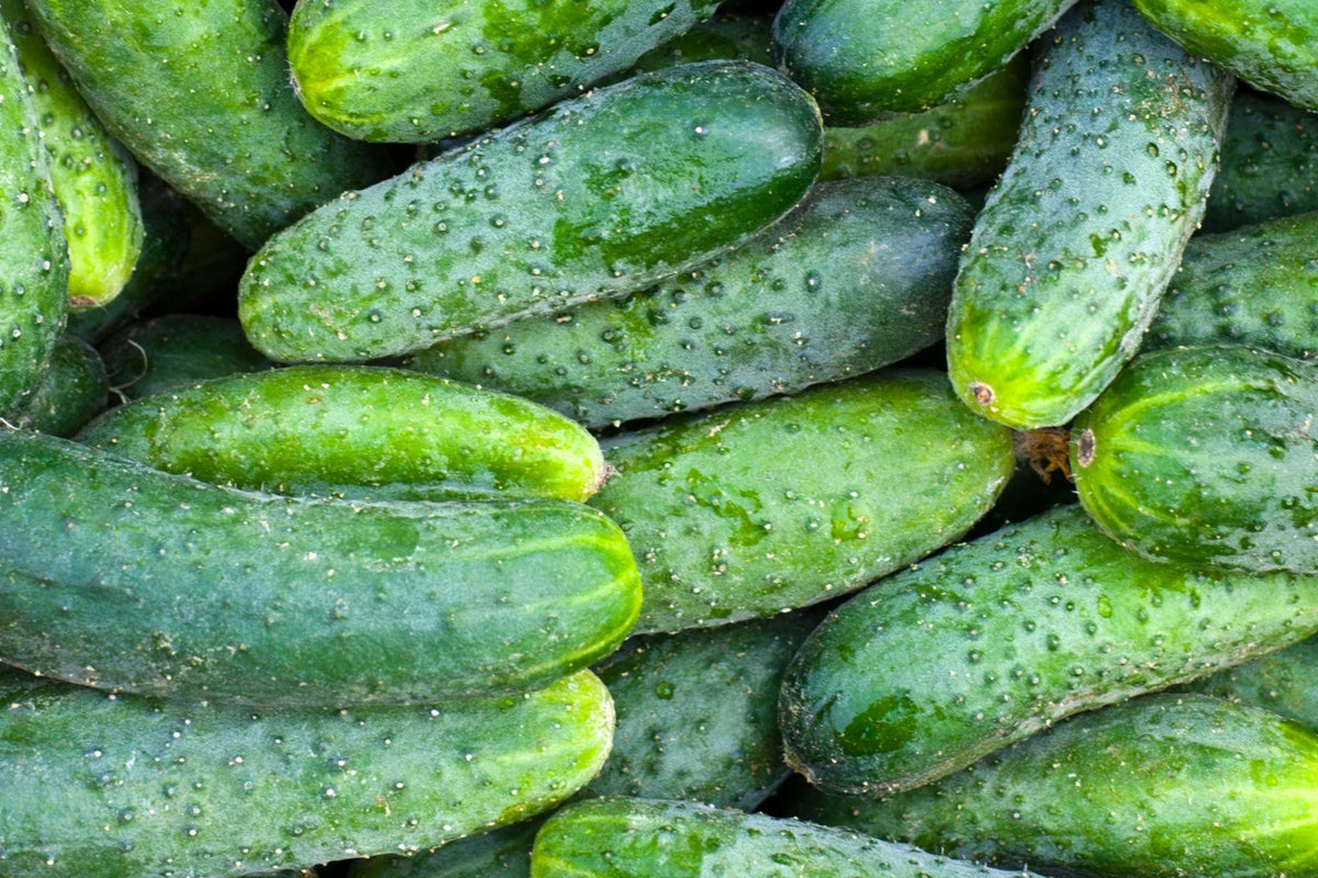 Boston Pickling Cucumber Seeds - Heirloom, Non-GMO for Home Garden, Pickling & Fresh Eating