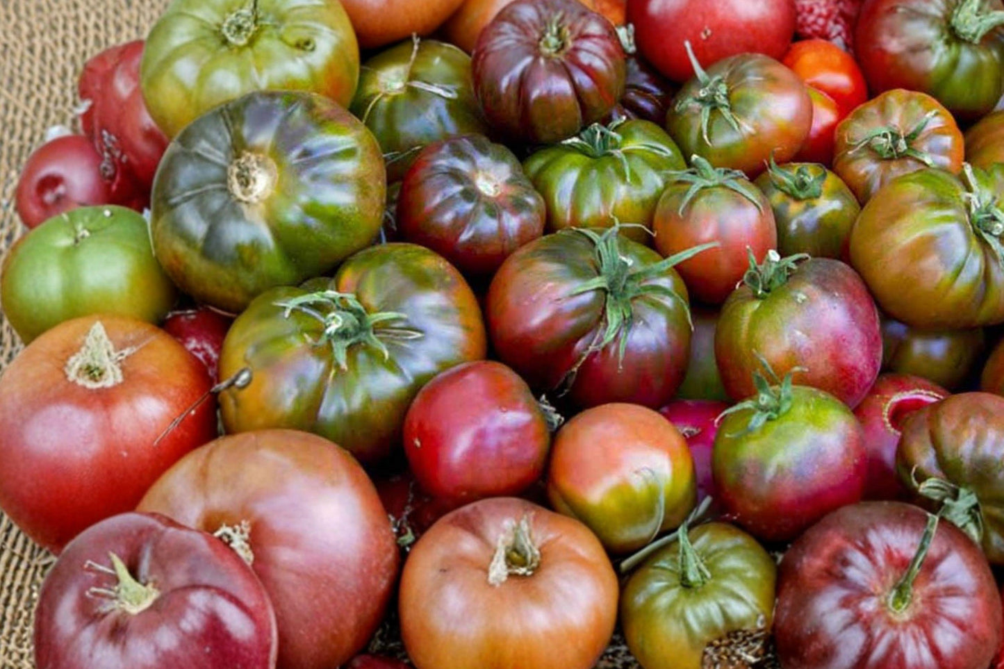 Cherokee Purple Tomato Seeds - Heirloom, Non-GMO, Beefsteak, Gourmet Flavor, Organic Gardening