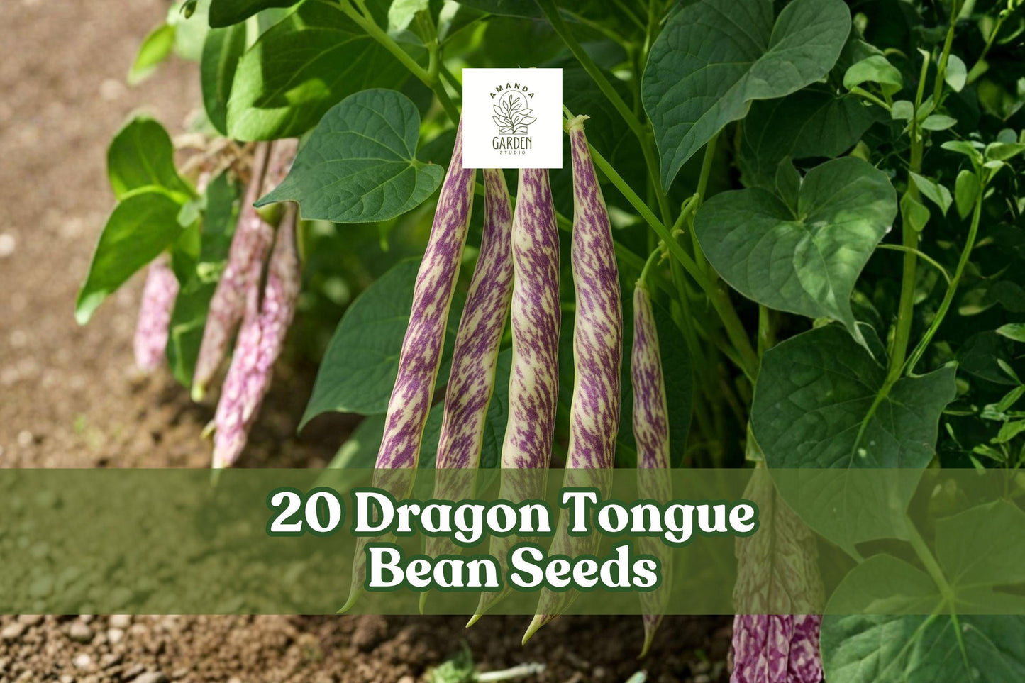 20 Dragon Tongue Bean Seeds – Heirloom Bush Beans with Cream and Purple Streaks – Phaseolus vulgaris