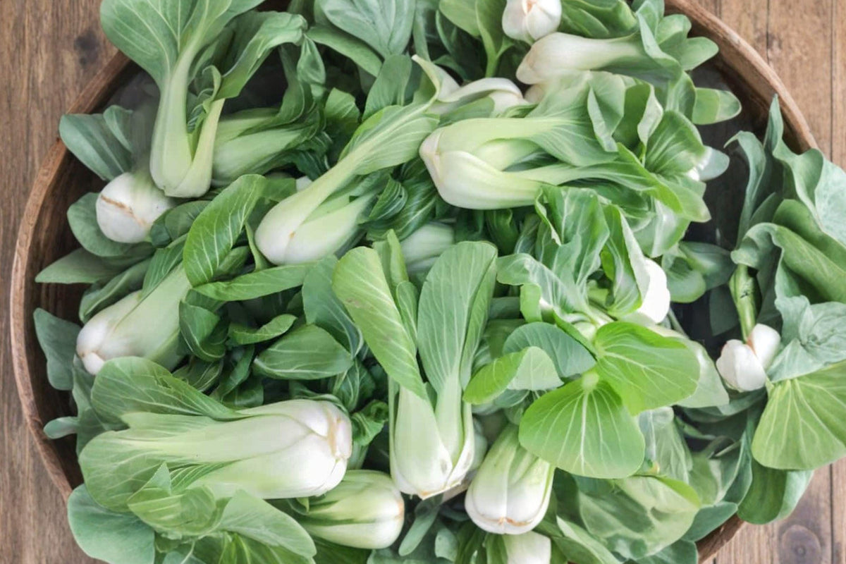 Extra Dwarf Pak Choi Seeds, Heirloom White Stem Asian Greens, Compact Garden, Brassica rapa var. chinensis