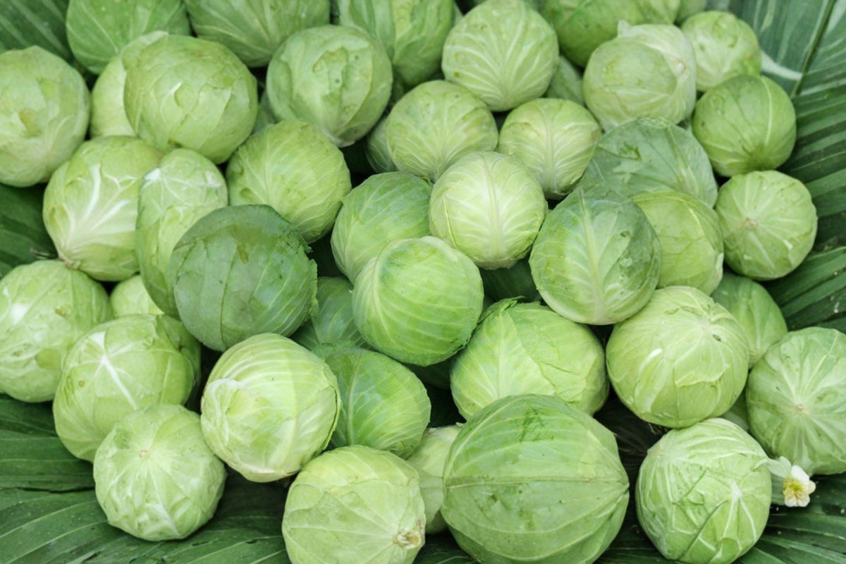 Early Round Dutch Cabbage Seeds - Heirloom, Non-GMO, High Yield Vegetable Garden Planting, Brassica oleracea