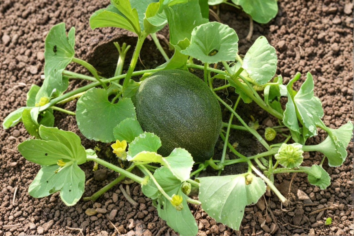 Heirloom Early Valencia Melon Seeds for Warm Climate Gardening – Sweet Juicy Honeydew Fruit, Heirloom Seed Pack