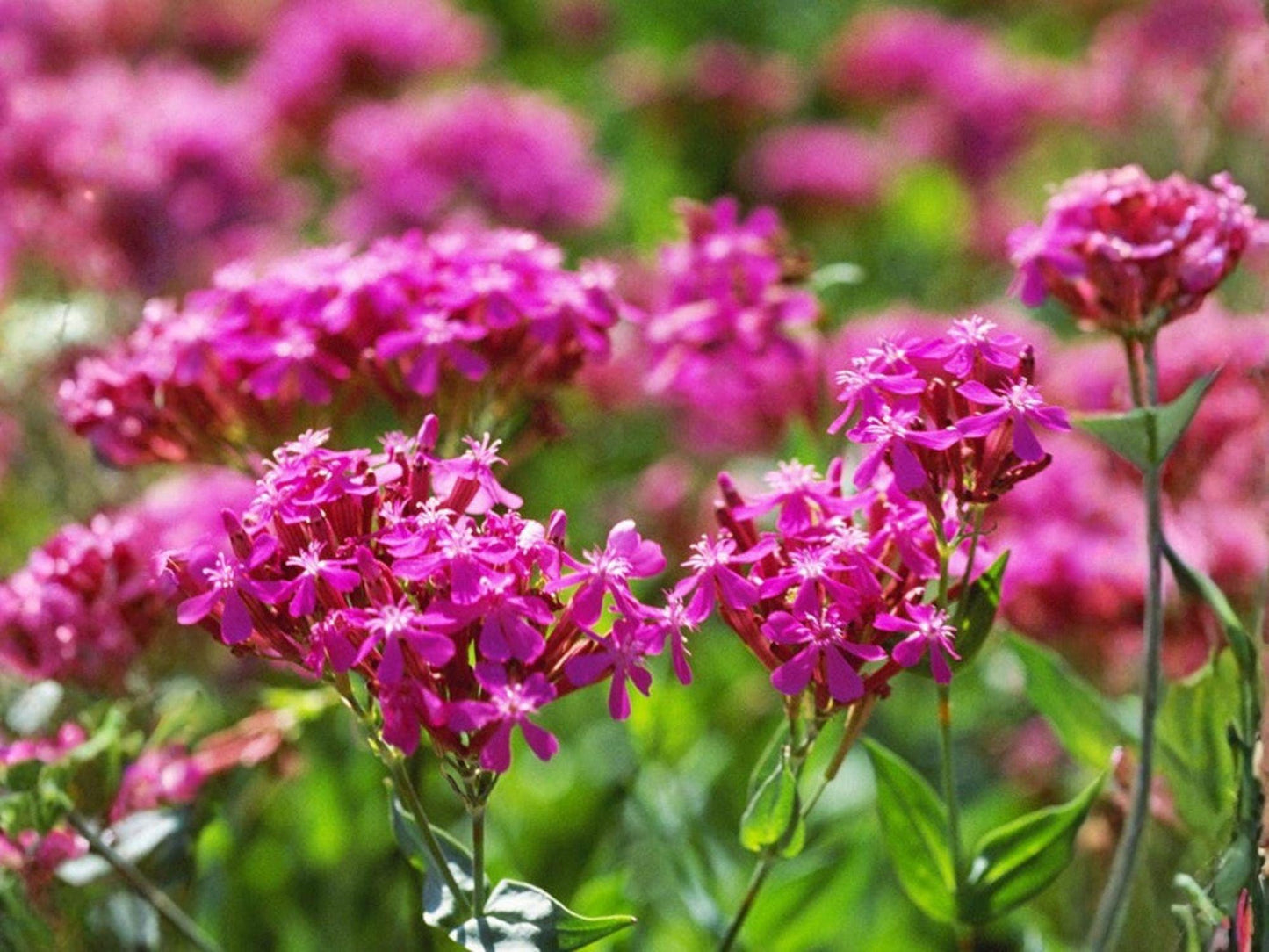 Sweet William Catchfly Seeds – Heirloom Non-GMO Pink Blooms for Cottage Gardens – Silene armeria Flower Seeds