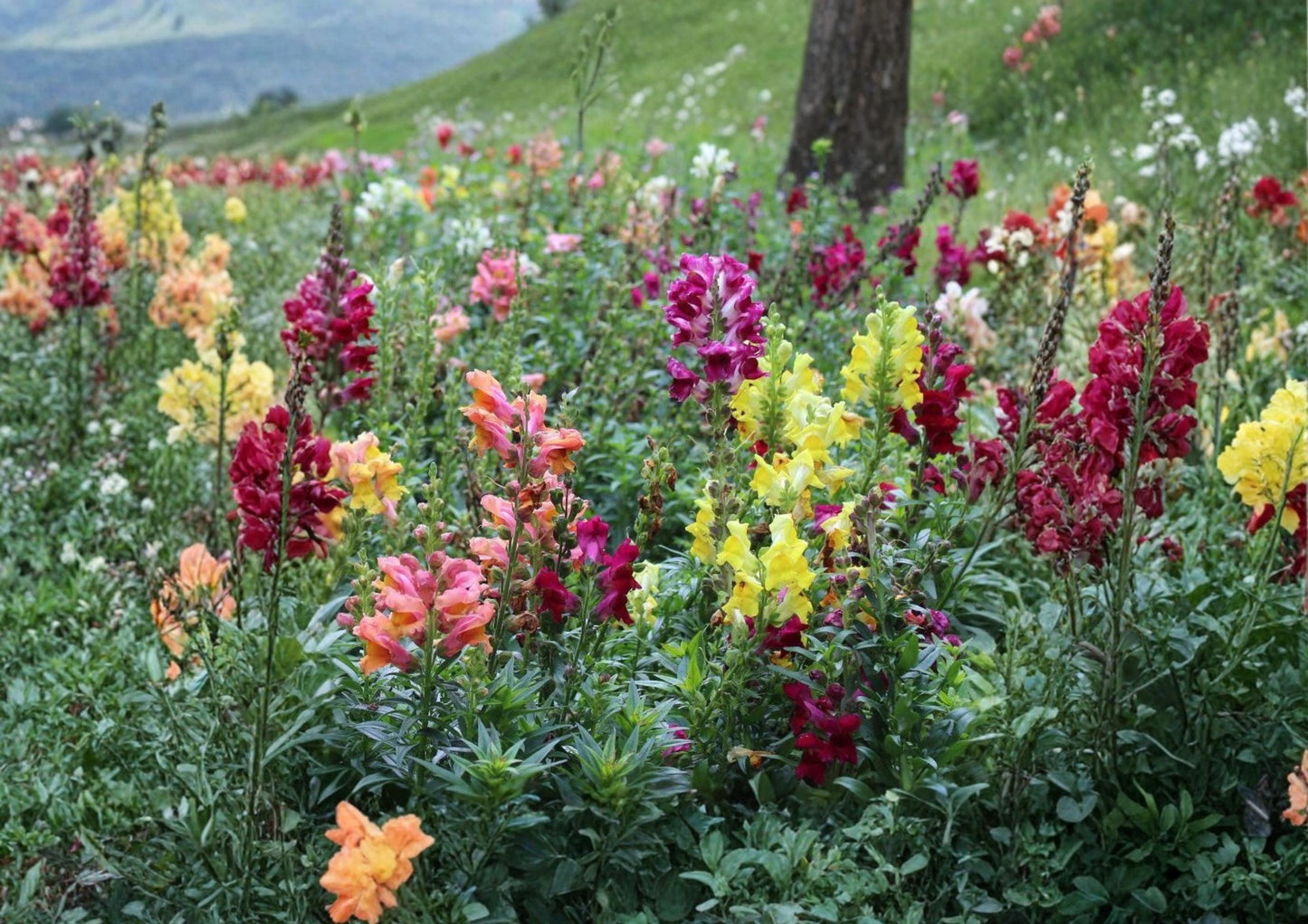 500+ Tetra Snapdragon Seeds Antirrhinum majus Colorful Tall Annual Flowers for Garden, Borders, and Cut Arrangements