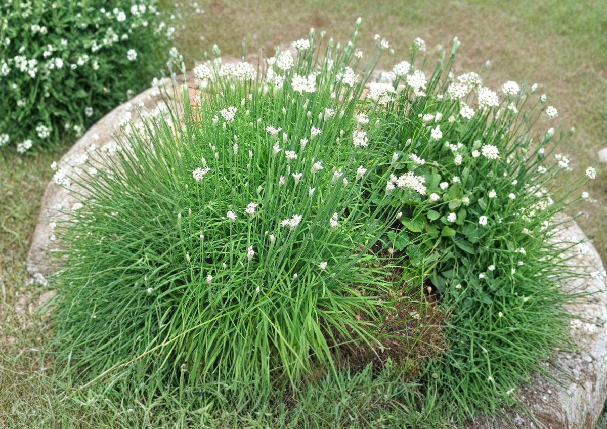 Garlic Chives Seeds 100+ Allium Tuberosum Perennial Herb Edible Leaves & White Flowers Kitchen Garden Plant