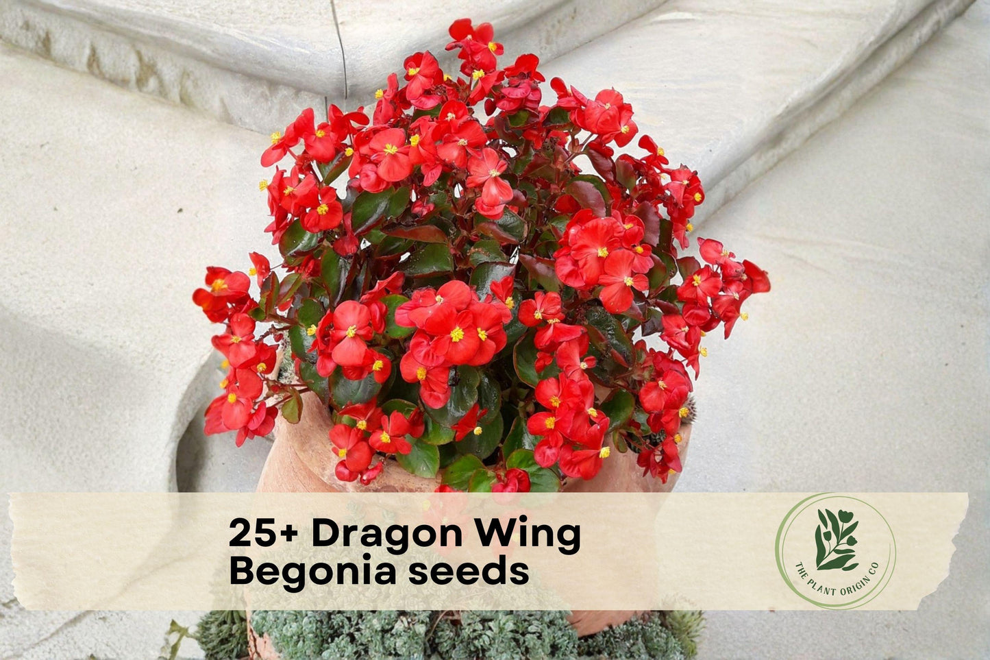 25+ Dragon Wing Begonia Seeds – Vibrant Red/Pink Blooms, Glossy Green Foliage, Ornamental Plant for Containers & Shade Gardens