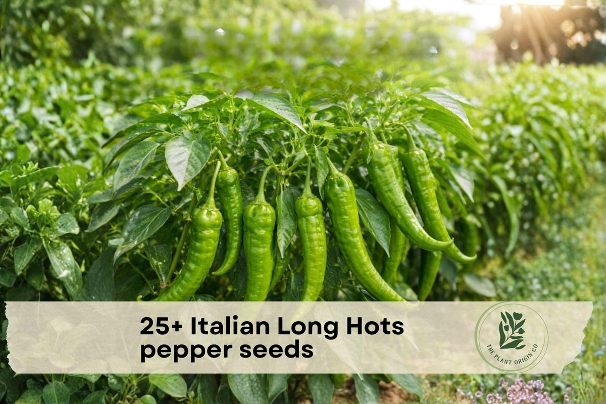 Italian Long Hots Pepper Seeds, Heirloom Capsicum annuum, Long Slender Green to Red Hot Peppers for Cooking & Gardening