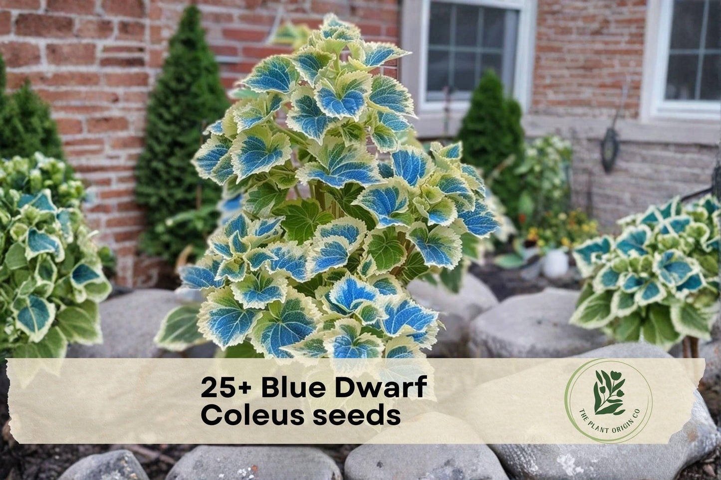 25+ Blue Dwarf Coleus Seeds | Compact Ornamental Foliage Plant | Shade Garden, Container, Indoor Decor | Coleus scutellarioides