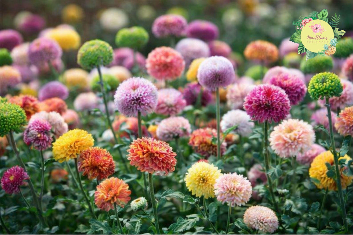 Divine Charm Mum Chrysanthemum Seeds – Vibrant Annual Flowers for Borders, Containers, Pollinator Attracting, 200+ Seeds
