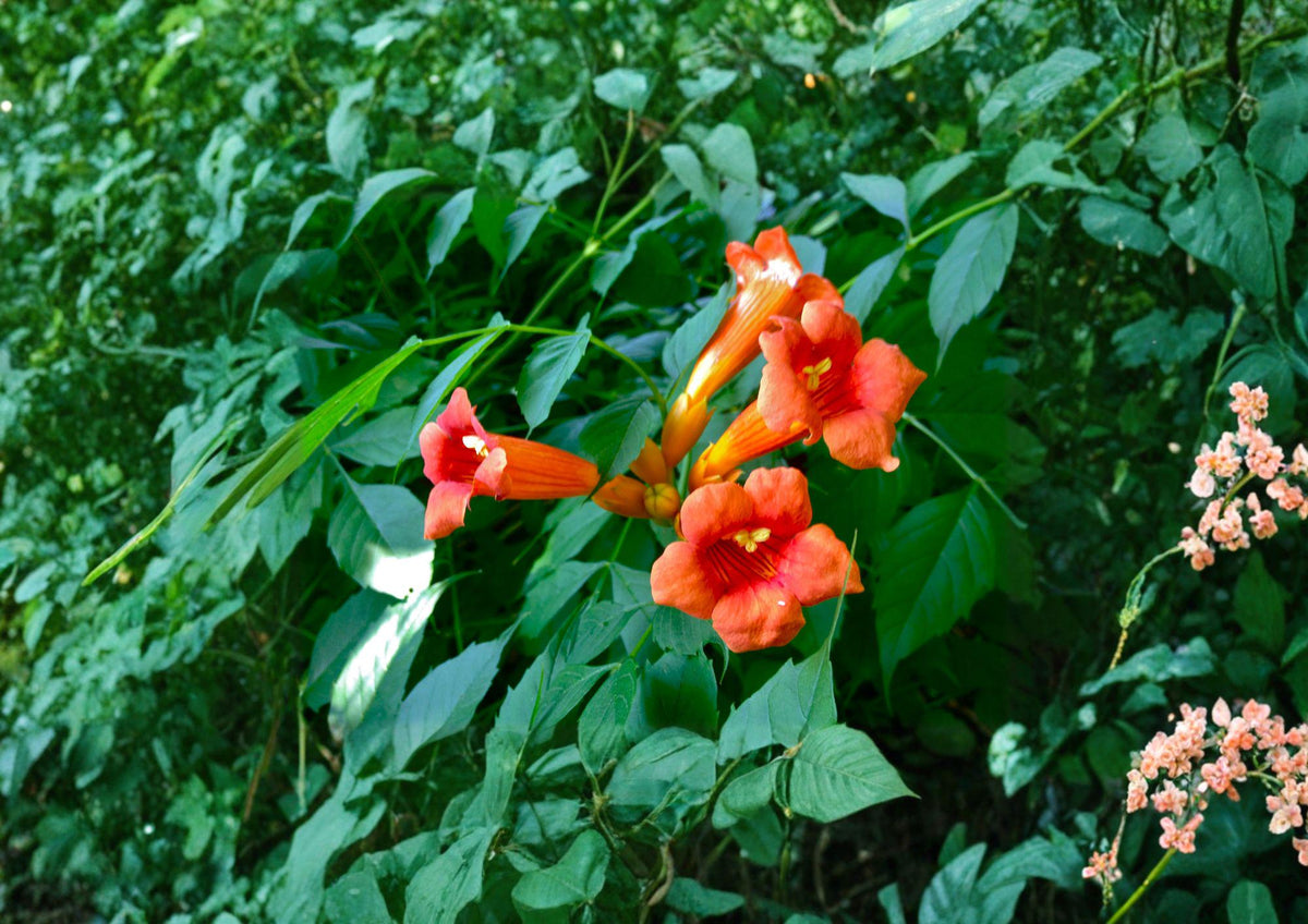 Campsis Radicans Trumpet Creeper Vine Seeds – Fast Growing Orange Flowers for Trellis, Fence & Garden, Climbing Plant, Pollinator Attractant