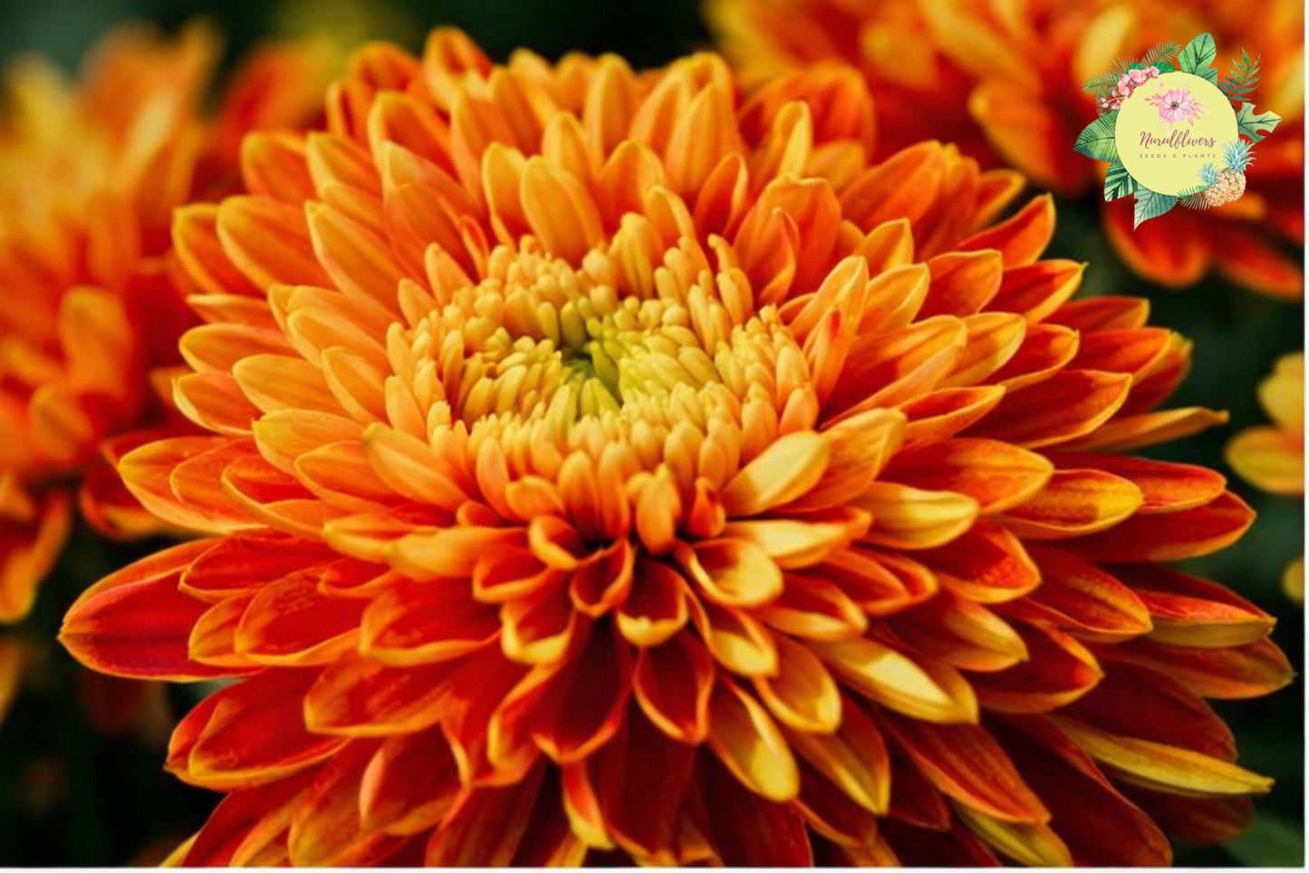 Citrus Spice Mum Seeds, 200+ Chrysanthemum morifolium Annual Garden Flower for Borders & Containers