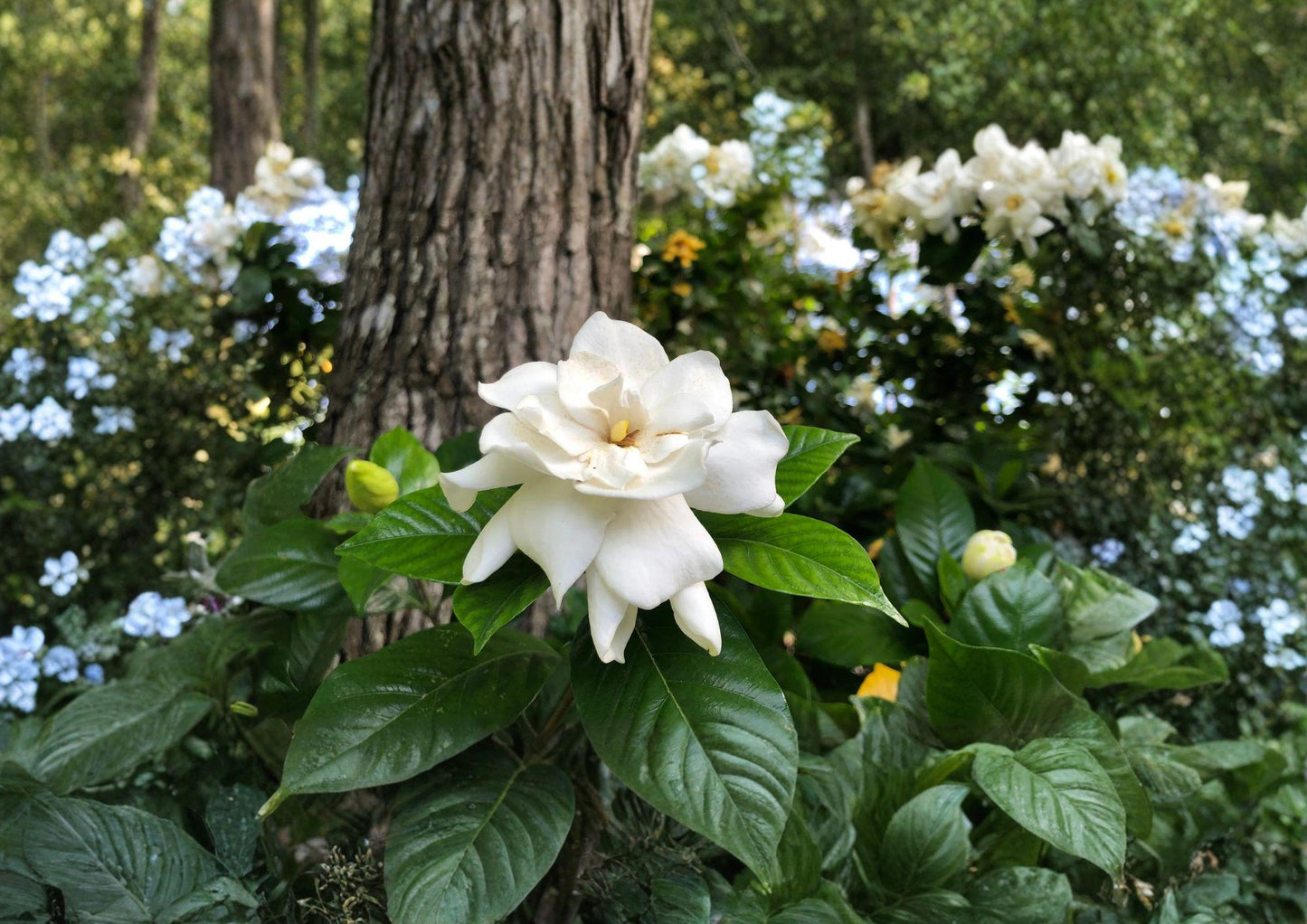 Gardenia Jasminoides Seeds – Fragrant Creamy White Flowers, Evergreen Shrub, 20 Seeds, Ornamental Plant for Gardens & Containers