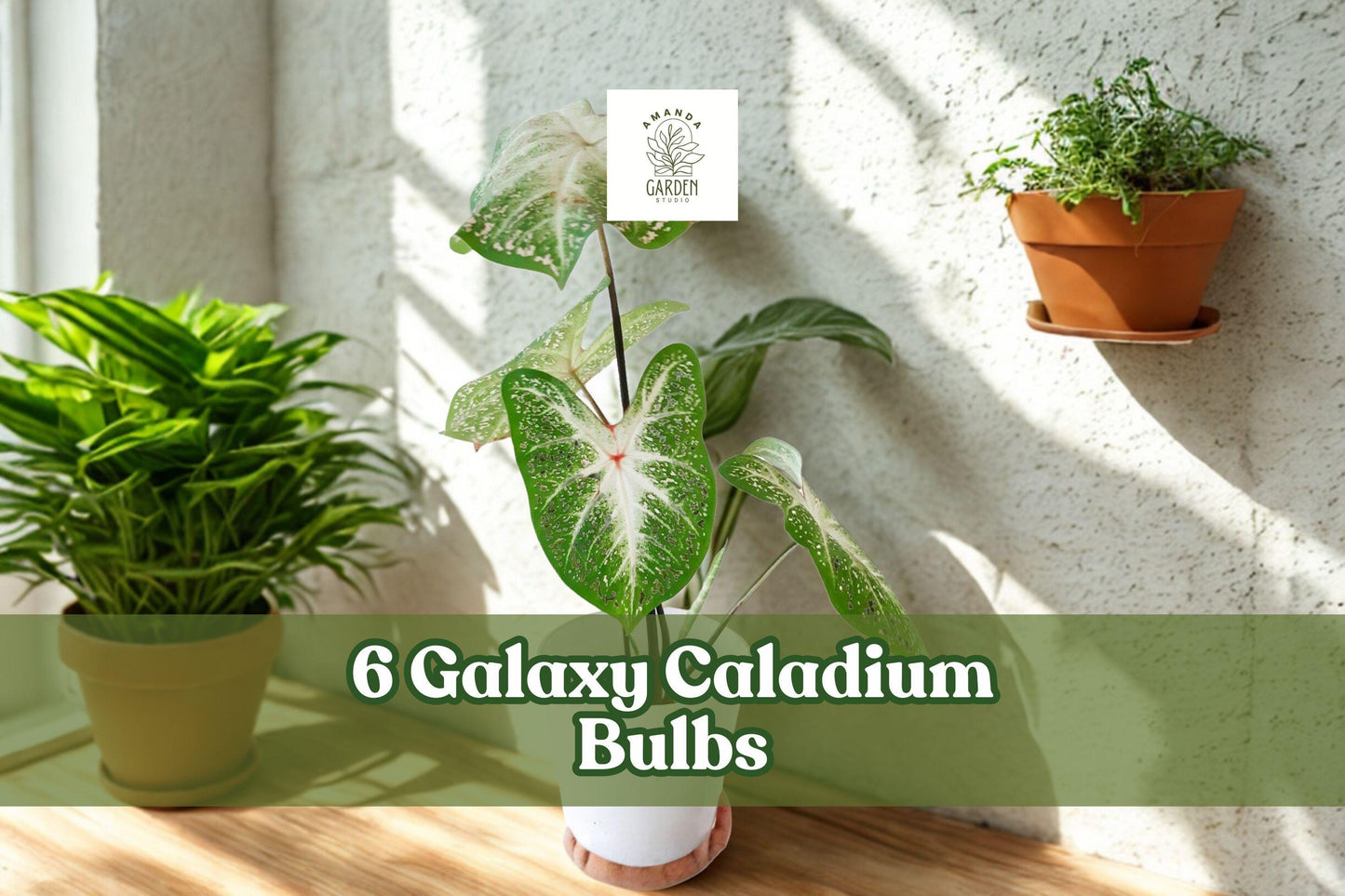 Galaxy Caladium Bulbs – Colorful Foliage, Multicolor, Shade Garden, Container Plant, Caladium spp.