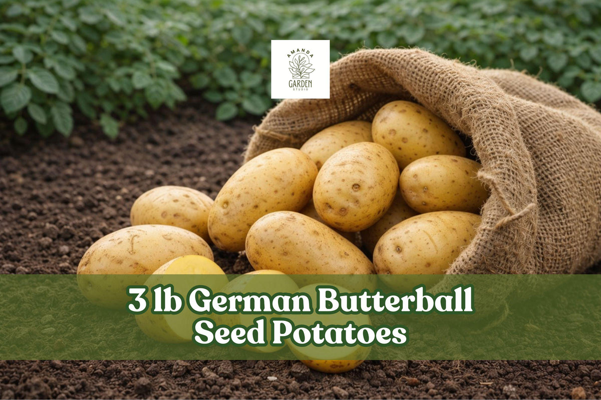 German Butterball Seed Potatoes – 3 lb Yellow-Fleshed Tuber for Home Garden, Raised Beds & Containers, Solanum tuberosum