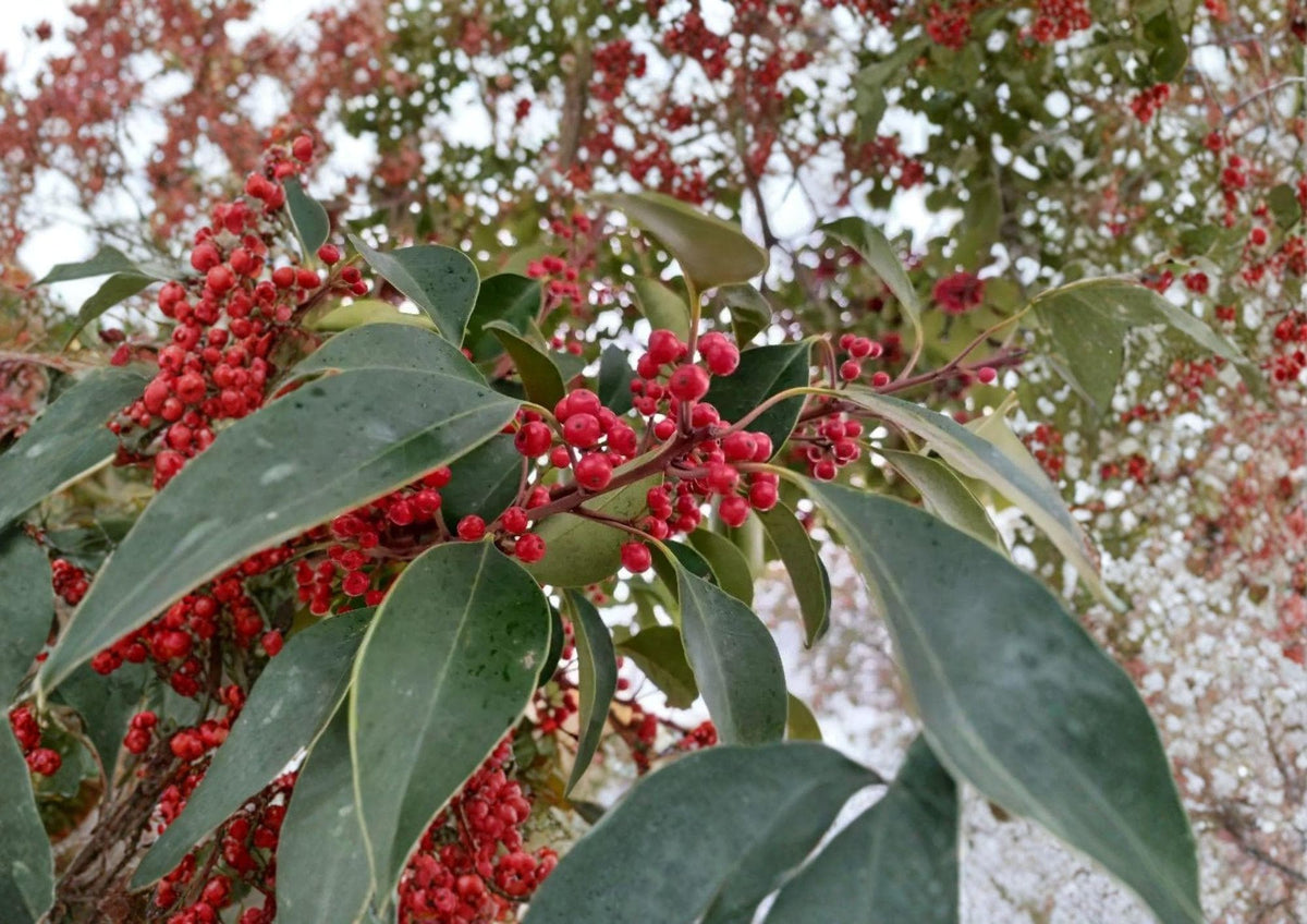 Kurogane Holly Seeds – Evergreen Ilex rotunda with Glossy Round Leaves & Red Berries, Ornamental Garden Tree