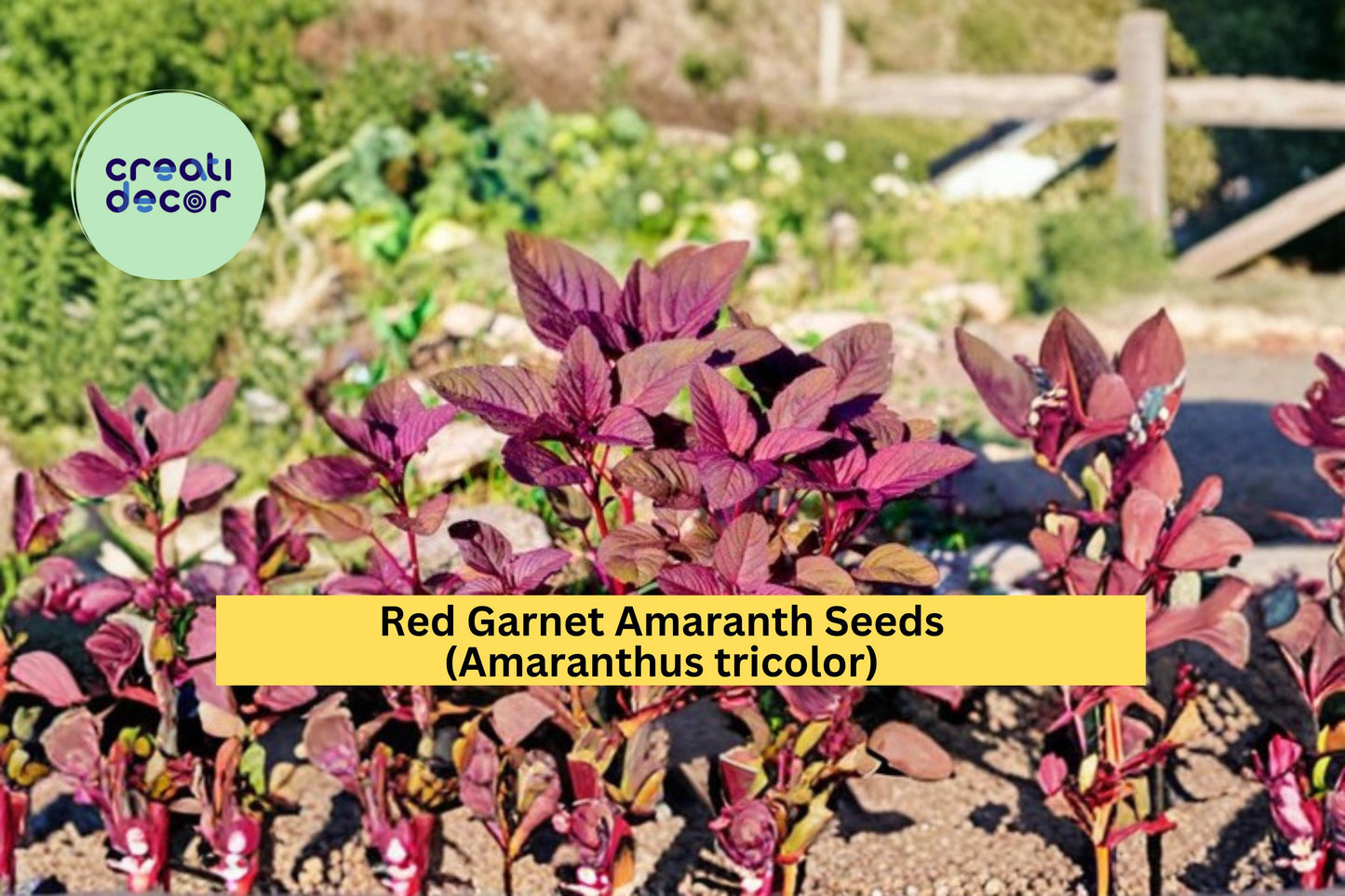 Red Garnet Amaranth Seeds – Ornamental Foliage Plant, Amaranthus tricolor, 100 Seeds for Vibrant Garden Borders