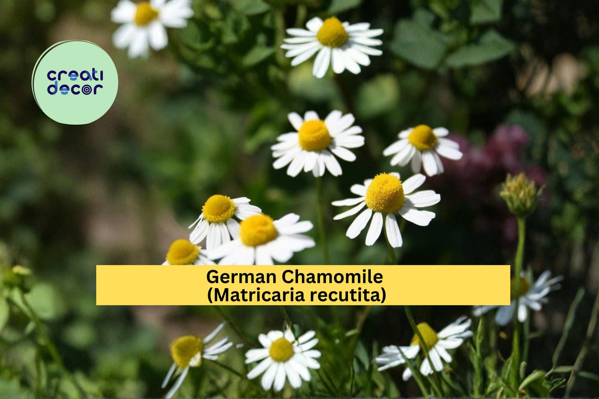 German Chamomile Seeds - 100 Count, Matricaria recutita, White Daisy Flower Herb Seeds for Garden, Container, and Cottage Planting