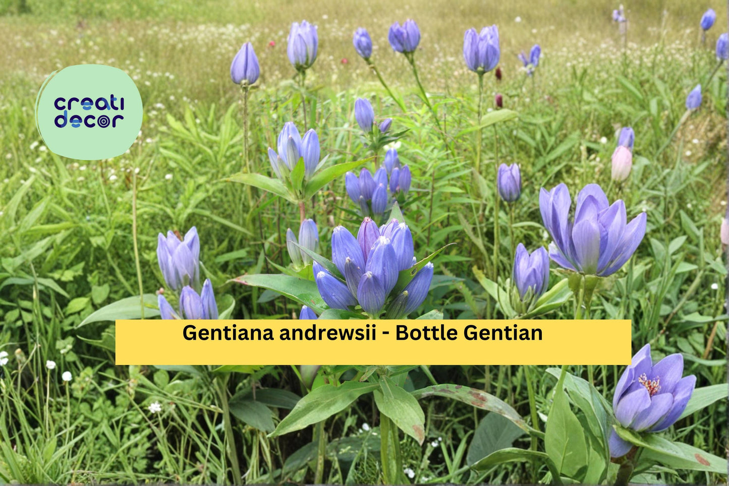 Bottle Gentian Seeds – 100 Count, Native Wildflower, Deep Blue Blooms, Gentiana andrewsii, Perennial Garden Plant Seeds