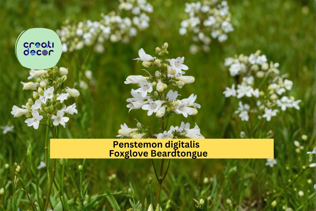 Foxglove Beardtongue Seeds, Penstemon digitalis, Native Wildflower, White Tubular Blooms, Perennial Garden Plant, 100 Seeds