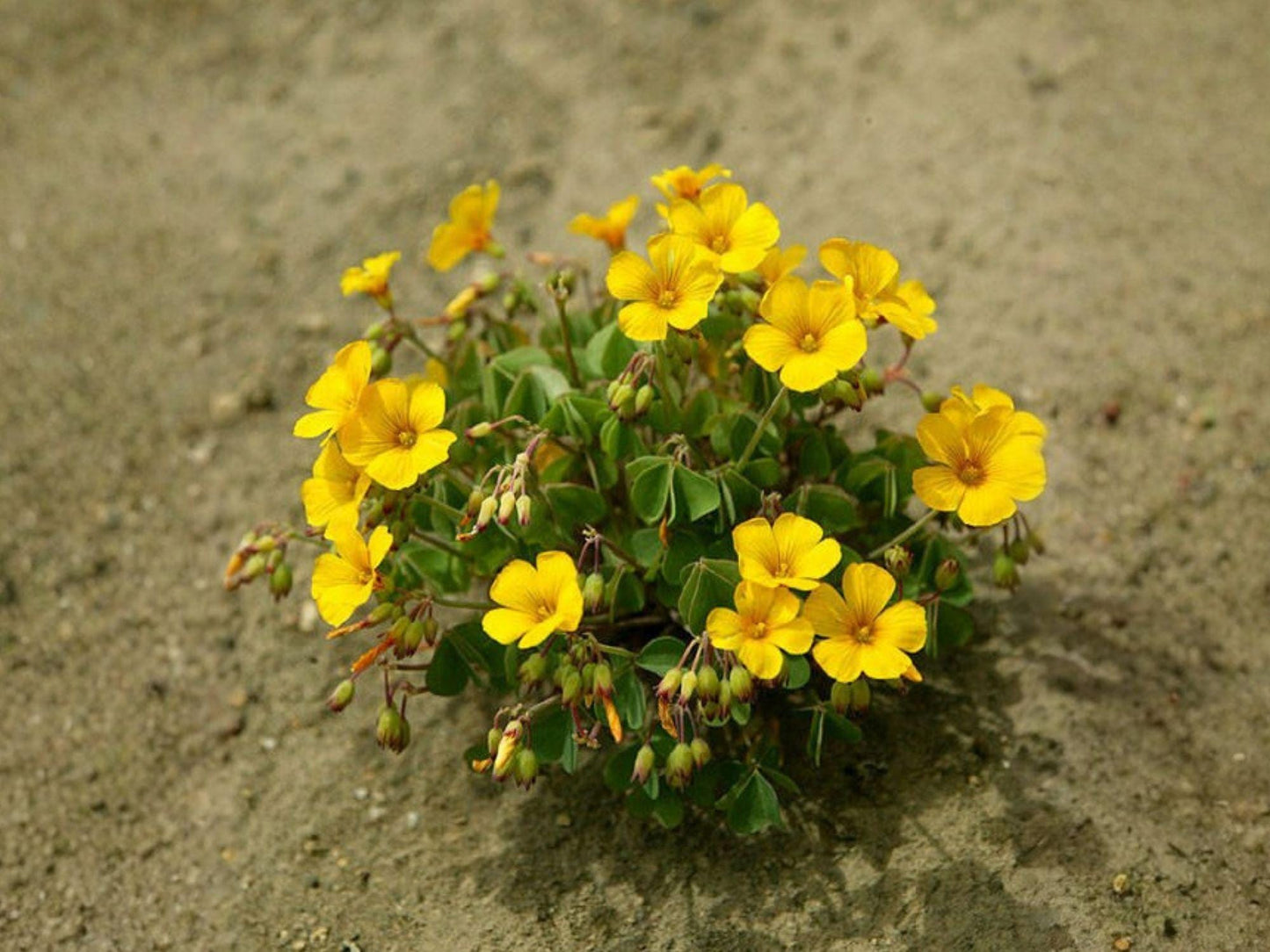 Chilean Yellow Clover Seeds, Oxalis valdiviensis, Ground Cover, Non-GMO, Heirloom, Open-Pollinated, Organic Gardening