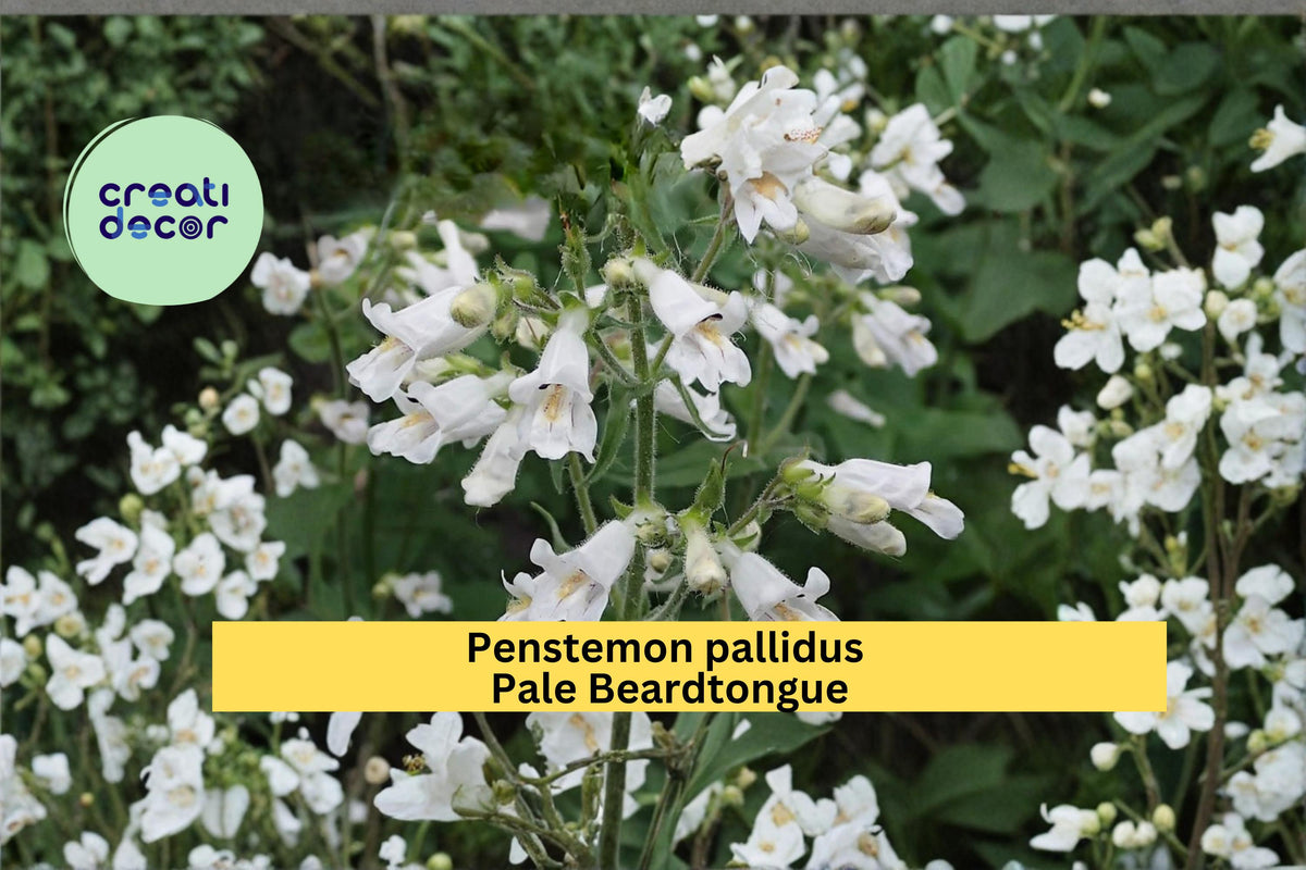 Pale Beardtongue Seeds, Penstemon pallidus, Native Wildflower, Cream Yellow Tubular Flowers, 100 Seeds