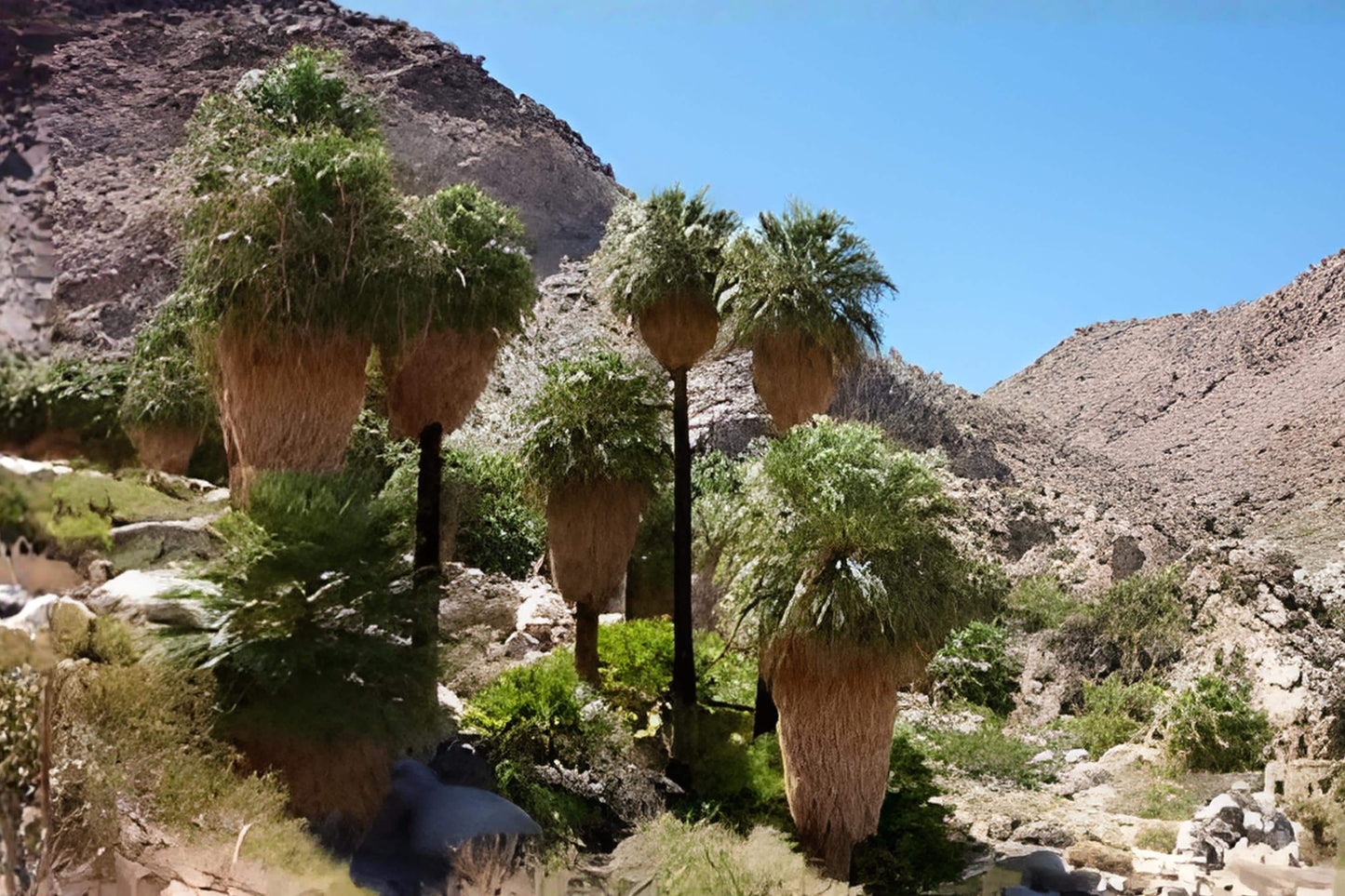 California Fan Palm Seeds | Washingtonia filifera | Drought Tolerant Desert Palm Tree Seeds for Landscaping & Container Growing
