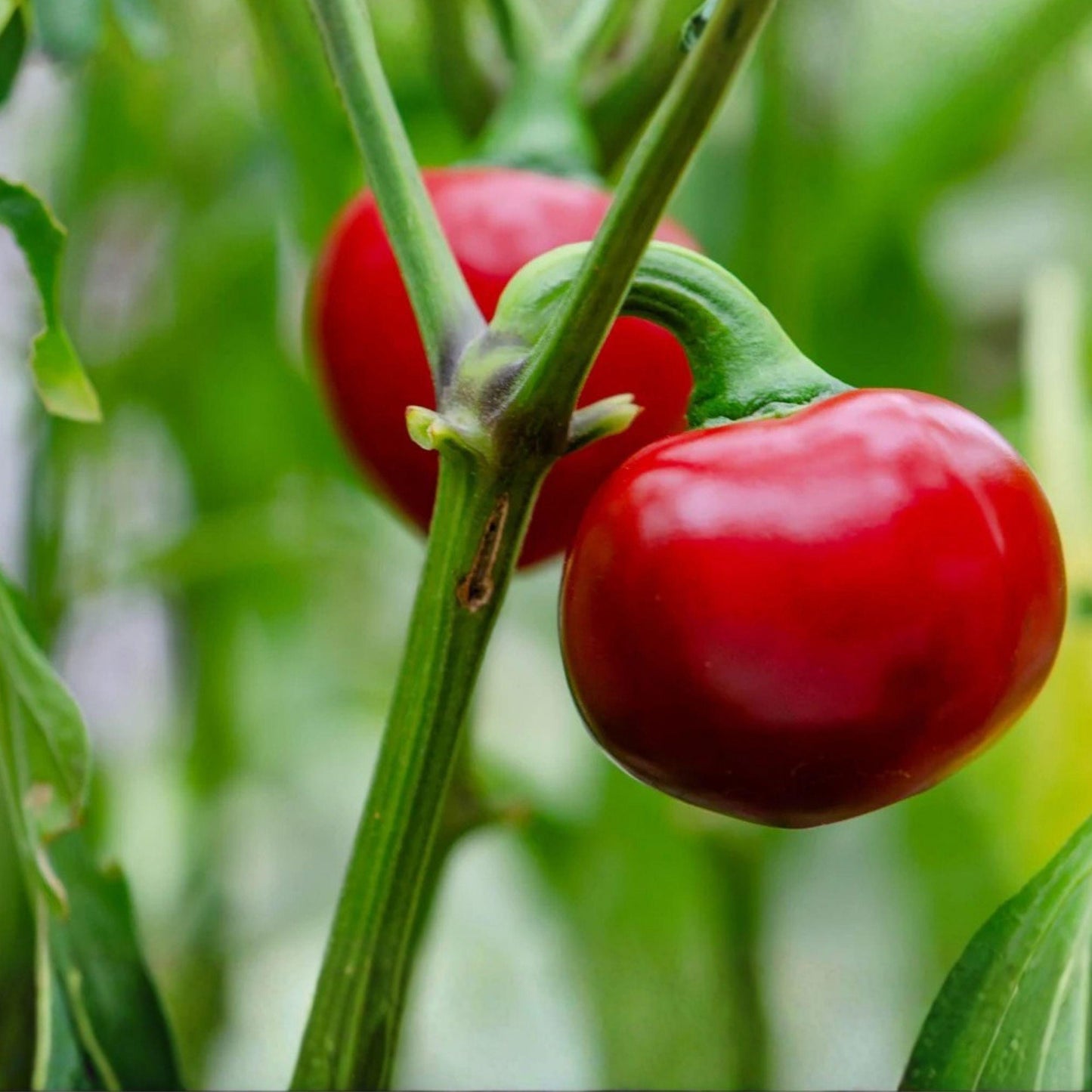 Large Red Cherry Pepper Seeds, Capsicum annuum, Warm-Season Vegetable, 25 Seeds for Garden or Container Cultivation