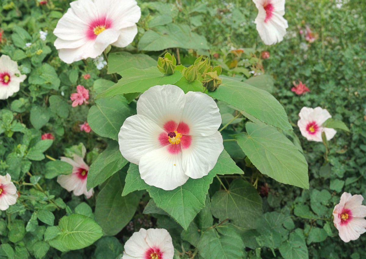 Hibiscus Lasiocarpos Seeds – Native Woolly Rose Mallow with Pink Flowers, Wetland Perennial for Rain Gardens & Moist Landscapes