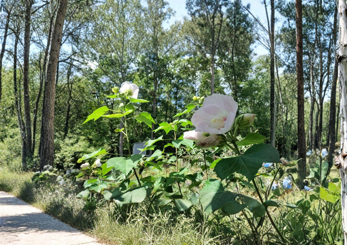 Hibiscus Paramutabilis Seeds | Hardy Pink Everblooming Flowering Shrub | False Confederate Rose Plant Seeds