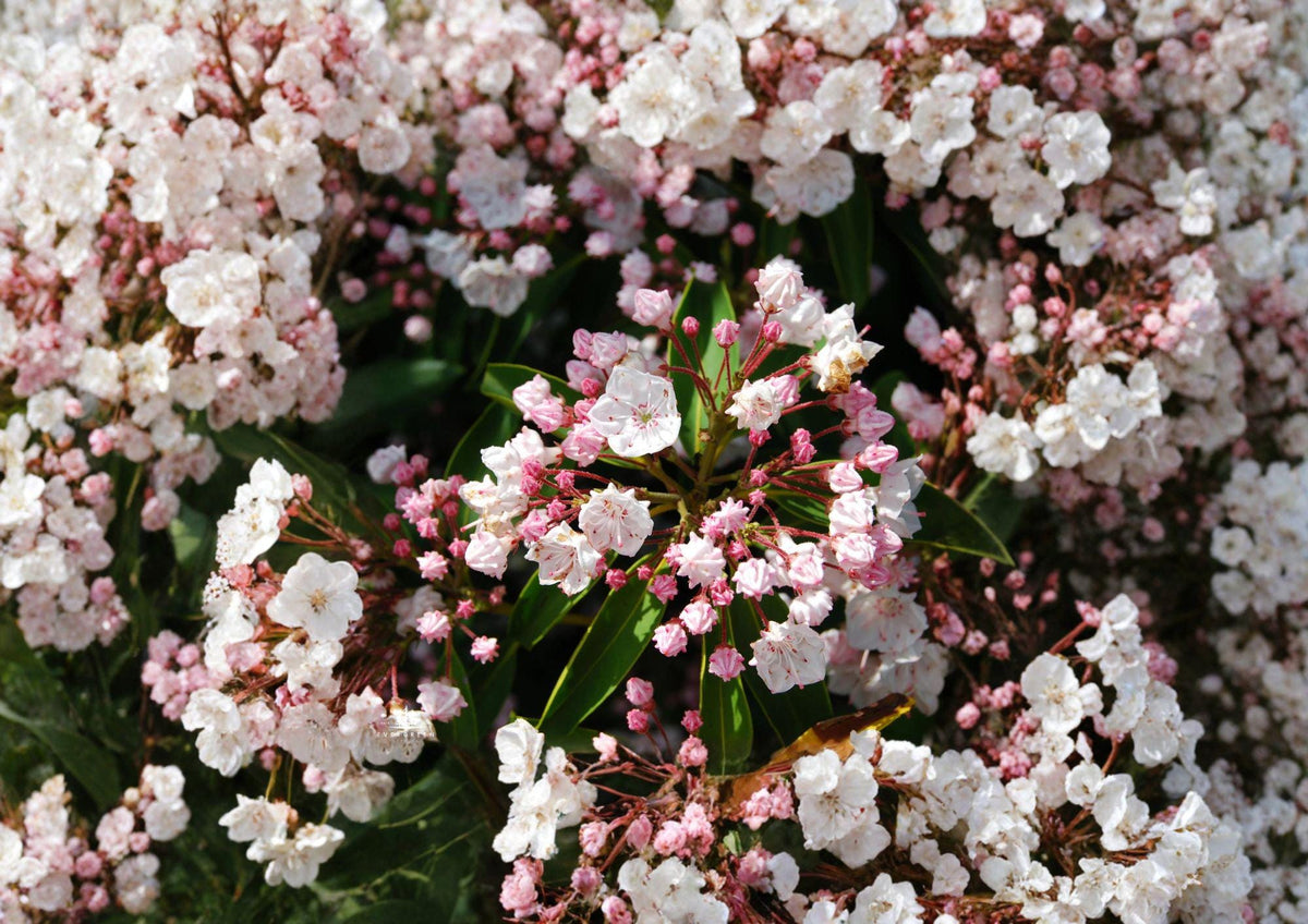 Kalmia Latifolia Mountain Laurel Seeds – Native Evergreen Shrub with Pink White Flowers, Woodland Garden Plant