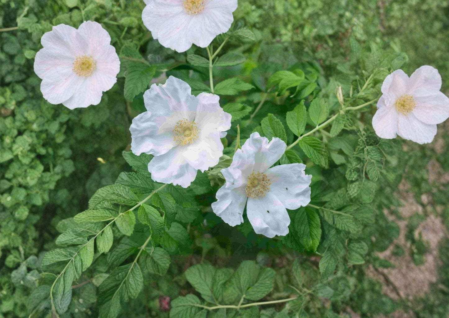 Rosa Rugosa Alba White Beach Rose Seeds – Fragrant Coastal Wild Shrub for Hedges & Wildlife Gardens (25)