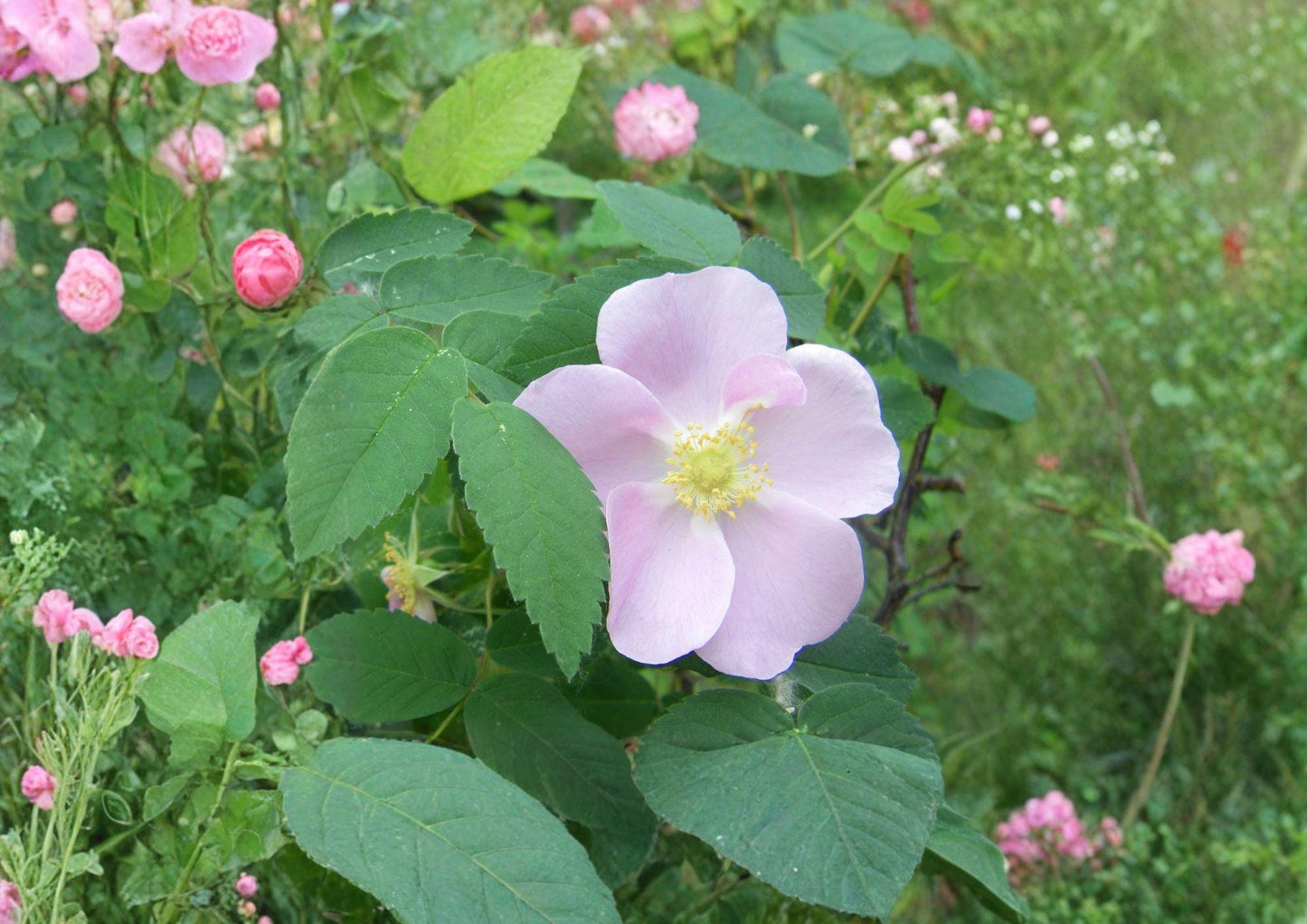 Rosa Woodsii Seeds – Native Wild Prairie Rose with Pink Flowers and Rose Hips for Wildlife Gardens and Natural Landscapes