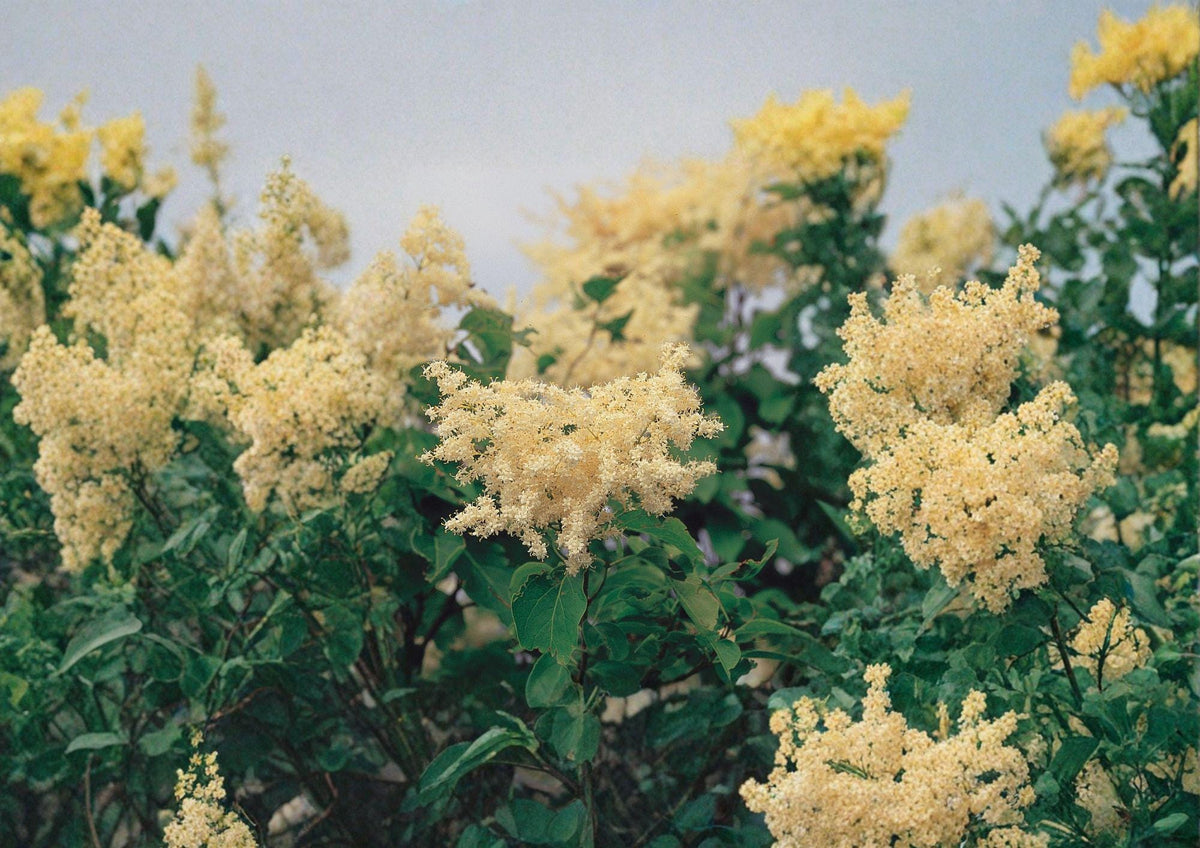 Japanese Tree Lilac Seeds – Fragrant Creamy White Ornamental Tree for Gardens and Landscapes – Syringa amurensis japonica