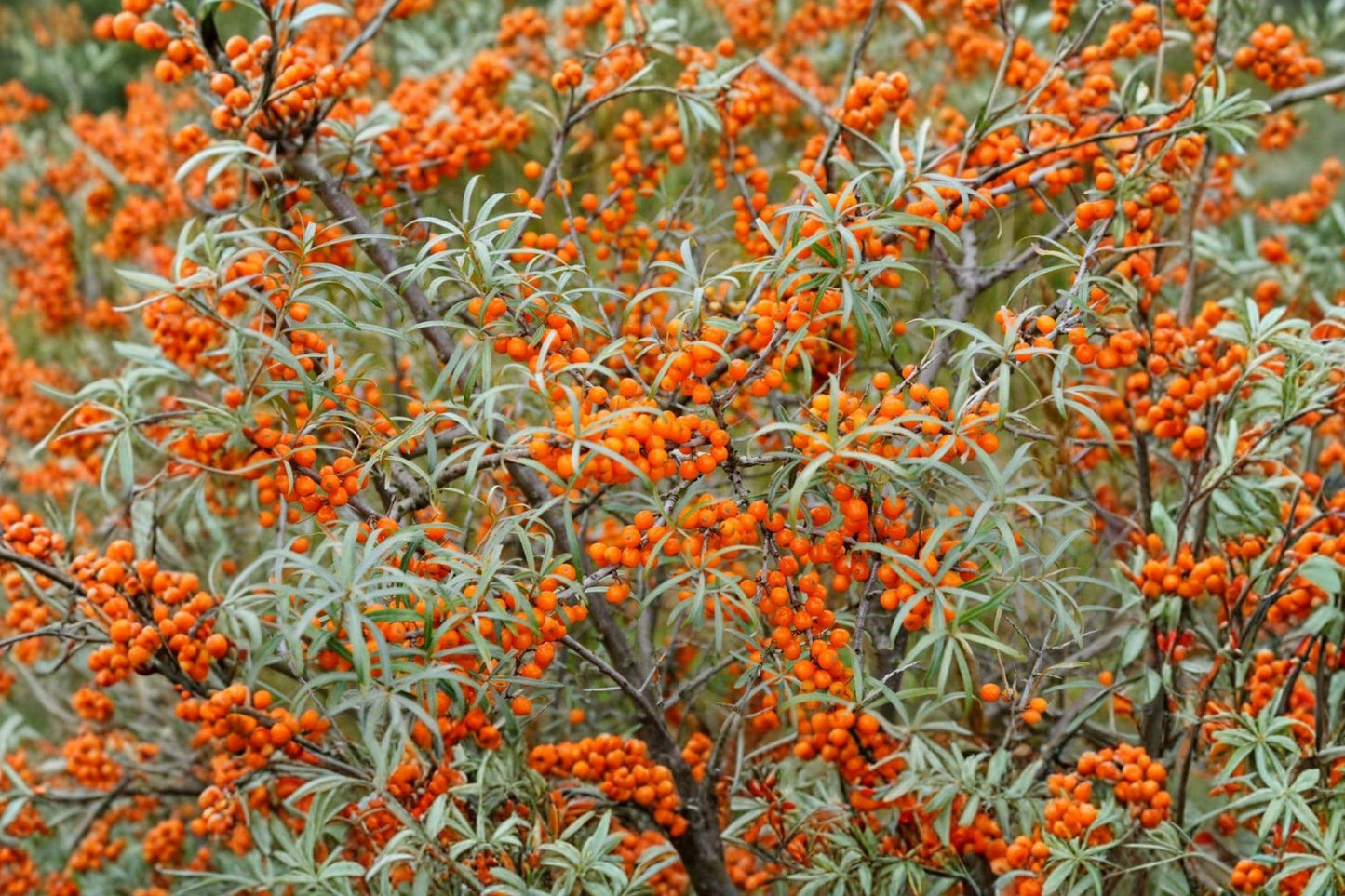 Sea Buckthorn Seeds – Edible Berry Shrub for Gardens & Wildlife, Hippophae rhamnoides, Cold Tolerant, Salt & Wind Resistant