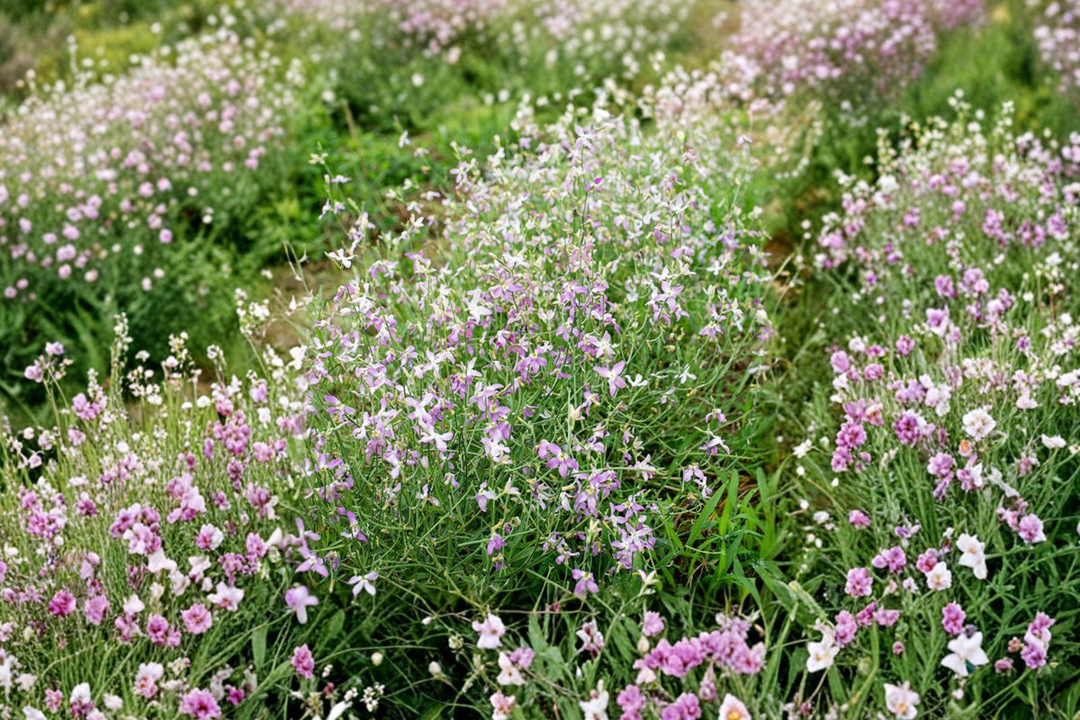 Evening Scented Stock Seeds – Fragrant Night Blooming Annual Flowers, Matthiola longipetala, 100 Seeds