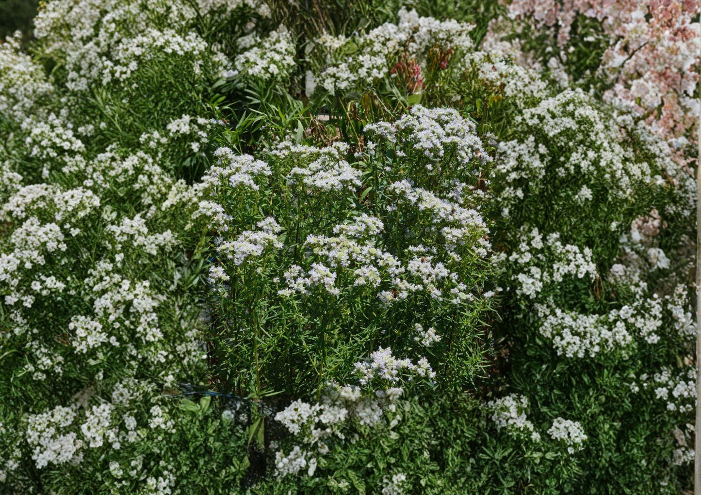 Mountain Mint Seeds – Pycnanthemum Virginianum Native Wildflower Herb for Gardens, Pollinator Magnet, Fragrant Foliage, White Flowers