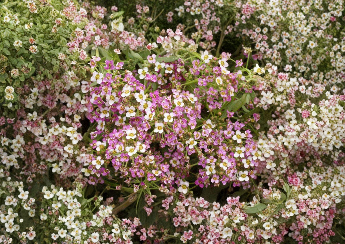 Dwarf Pink Sweet Alyssum Seeds – Fragrant Low-Growing Flowers for Borders, Containers, Pollinators – Lobularia maritima