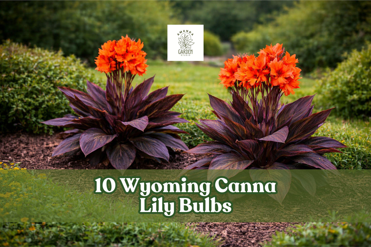 Wyoming Canna Lily Bulbs – Deep Red Tropical Blooms – Canna indica – Garden, Border, Container Planting