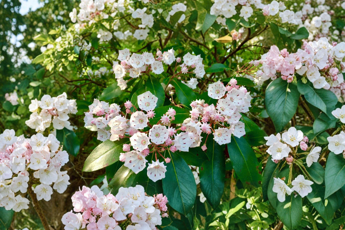 Mountain Laurel Seeds – 100 Native Evergreen Shrub Seeds with Pink Spring Blooms, Kalmia latifolia for Shade Gardens and Woodland Landscapes