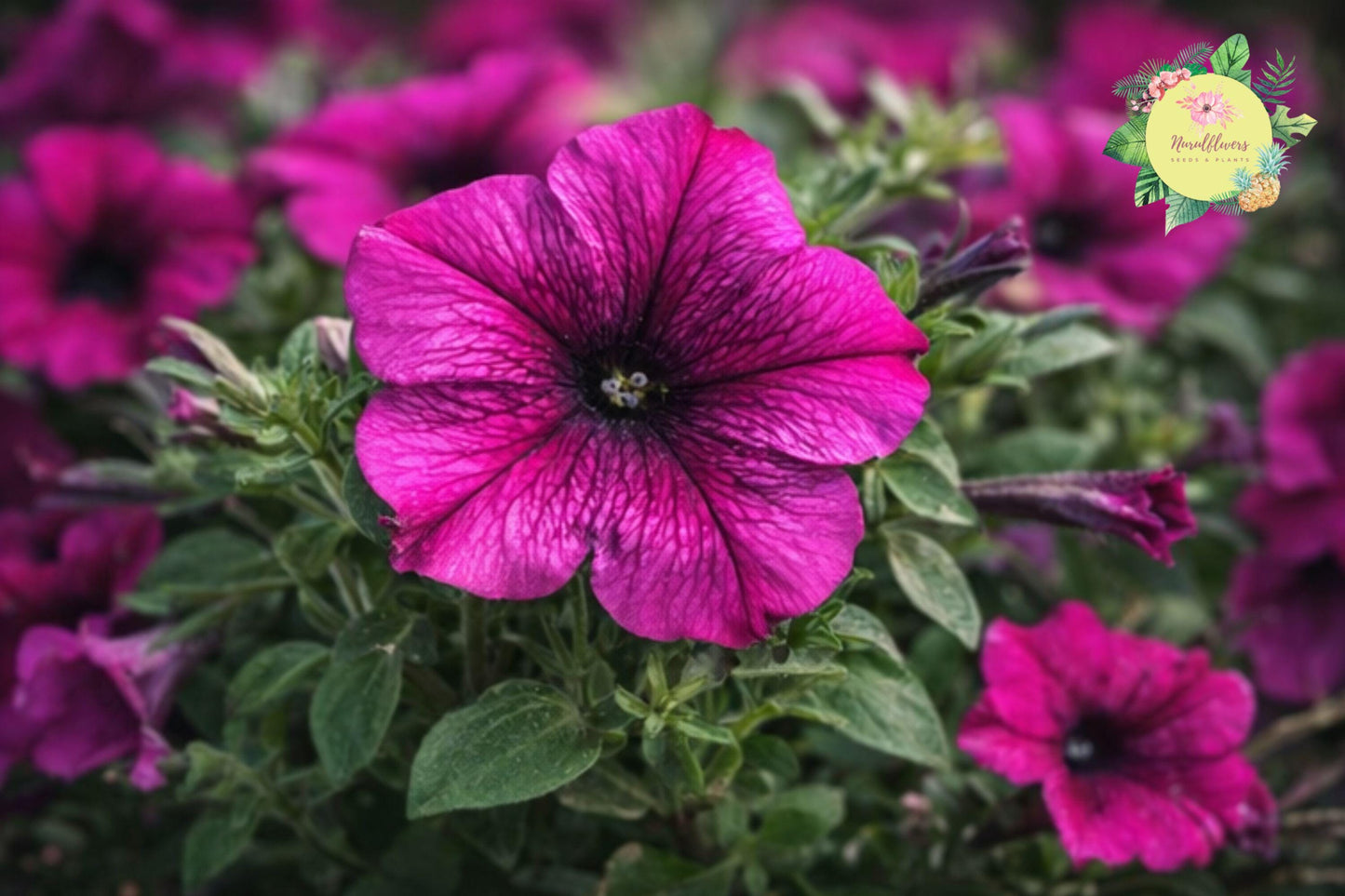 Indigo Twilight Petunia Seeds – 1000+ Bulk Perennial Flower Seeds for Garden, Container & Hanging Baskets – Petunia × hybrida