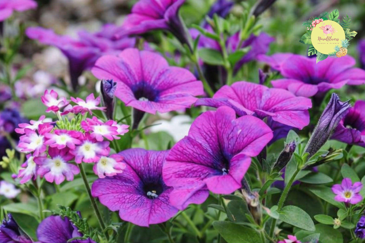 Double Plum Paradise Petunia Seeds – Perennial Flower Seeds for Gardens and Containers, 1000+ Petunia × hybrida
