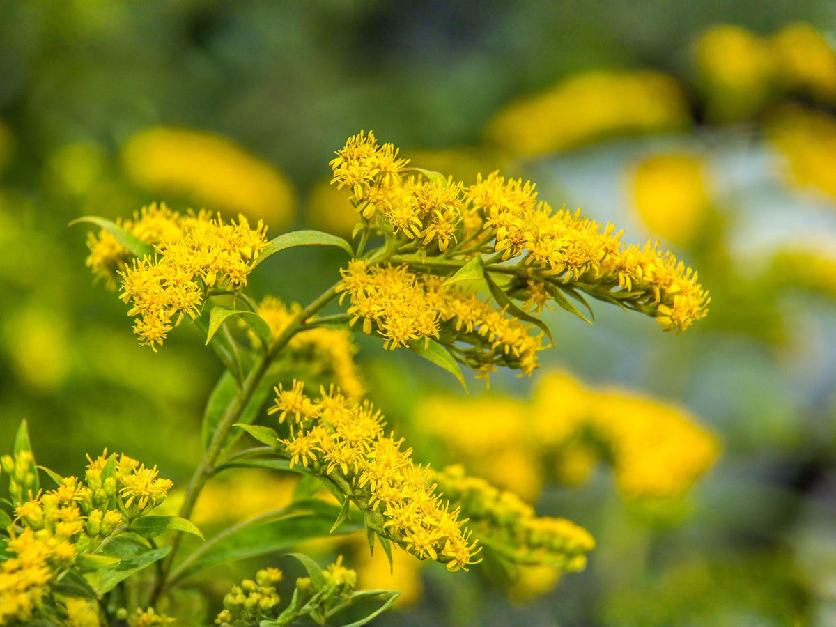 Solidago Ulmifolia Seeds – Elmleaf Goldenrod Native Perennial for Pollinator Gardens, Fall Bloom, Bright Yellow Flowers
