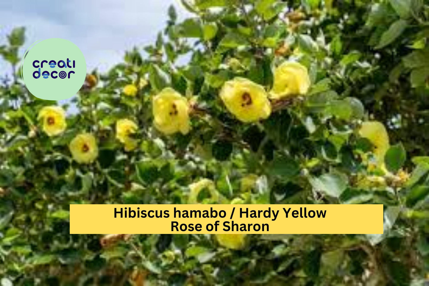 Hardy Yellow Rose of Sharon Seeds, Hibiscus hamabo, 10 Pack, Yellow Hibiscus Flowering Shrub for Garden Borders and Landscape