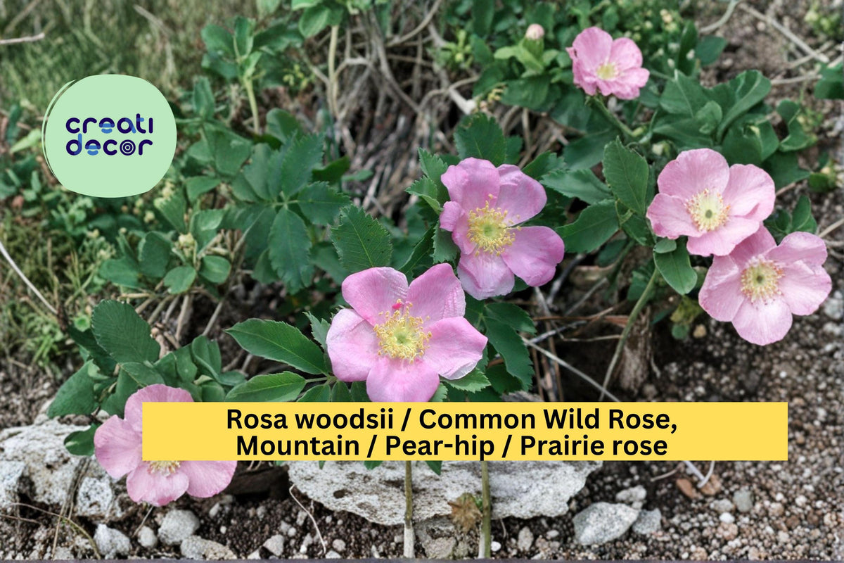 Rosa woodsii Seeds – Common Wild Rose Prairie Rose Native Pink Flowering Shrub, 25 Seeds
