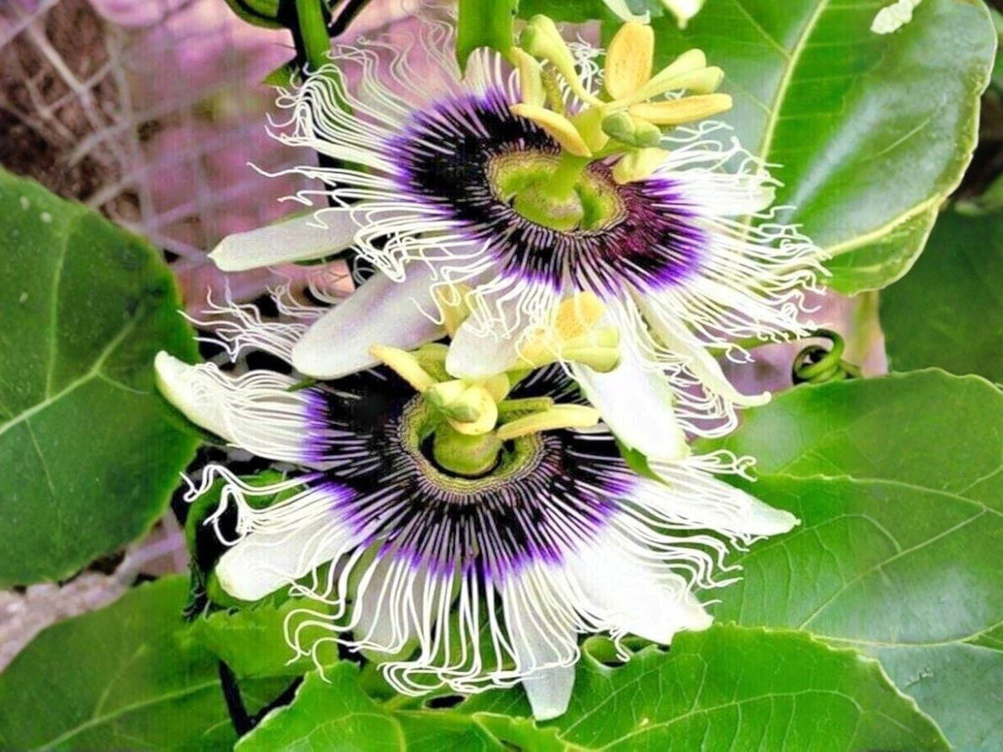 Passiflora edulis Seeds – Heirloom Purple Granadilla Bat Leaf Vine, Climbing Passion Fruit, Organic Non-GMO, Open-Pollinated