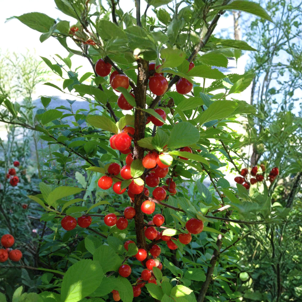 Nanking Cherry Seeds 10 Prunus tomentosa Hardy Fruit Shrub for Edible Landscape, Hedges & Wildlife Gardens